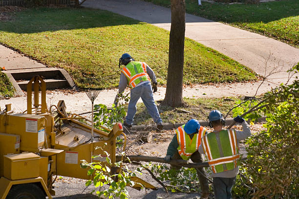 Best Fruit Tree Pruning  in Ortonville, MN